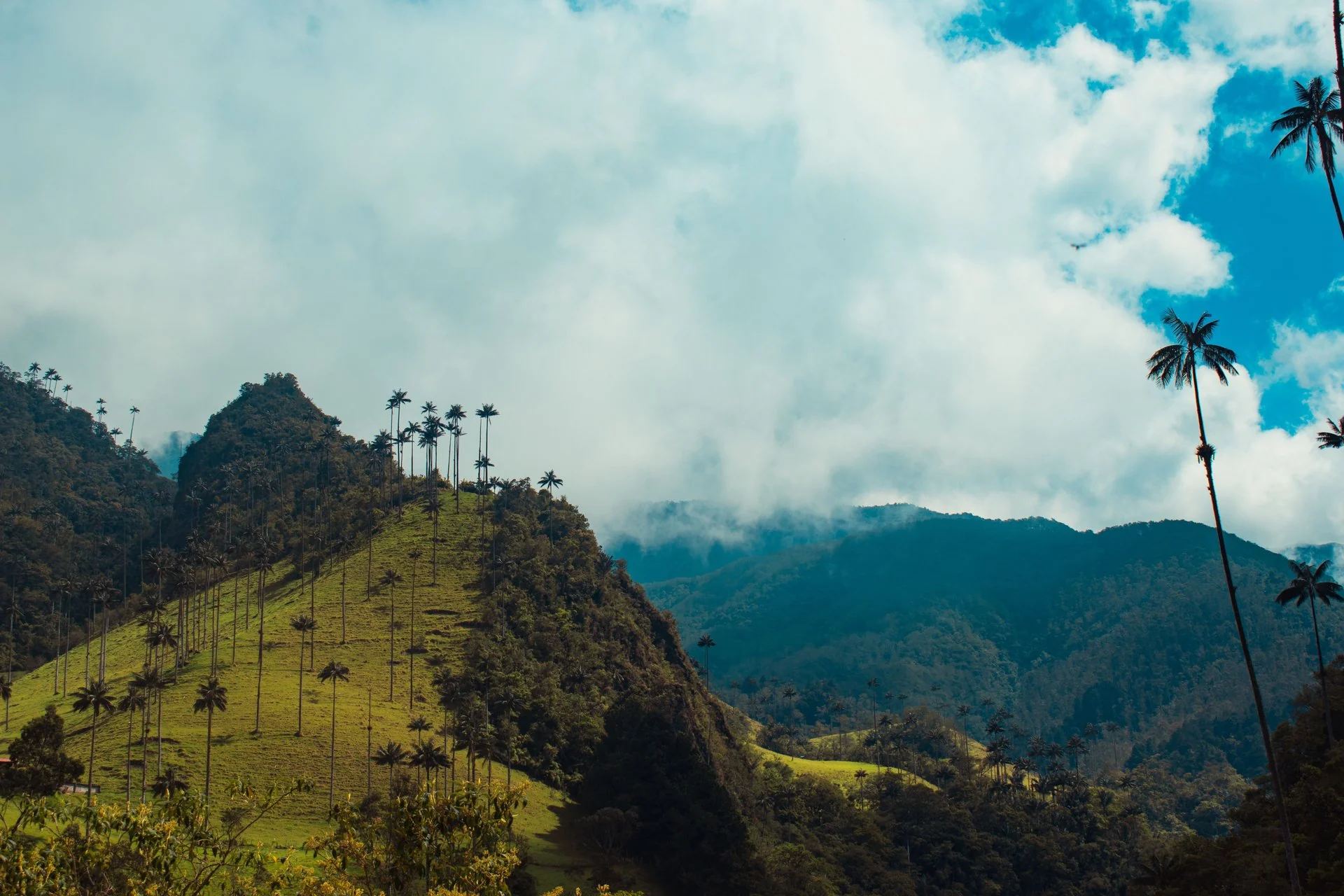 Cultura cafetera del Quindío